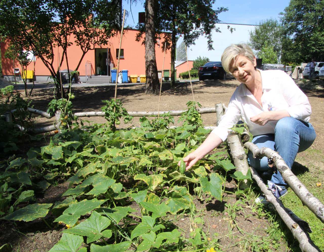 Szkolnych ogrodników cieszą też pierwsze plony. - Zebraliśmy sporo ogórków - mówi dyrektorka. Zdj. Sabina Horzela-Piskula