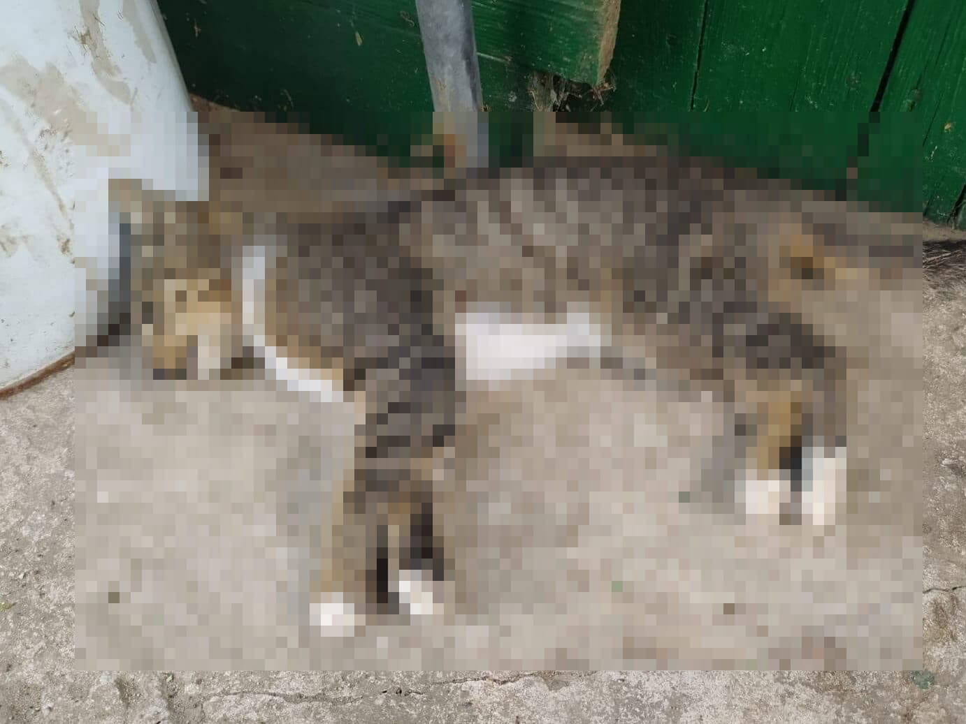 W ostatnim czasie na terenie ROD Raj w Rybniku znaleziono pięć martwych kotów. Zdj. Pet Patrol Rybnik