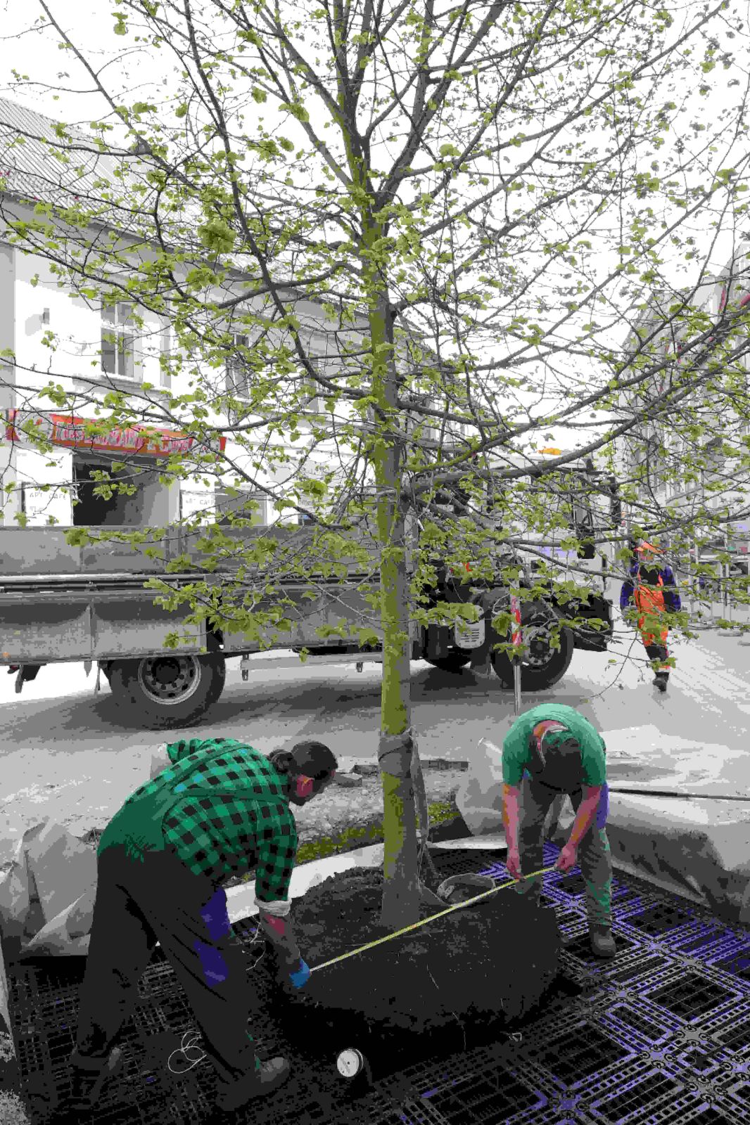 Lipa to kolejne drzewo posadzone w ścisłym centrum miasta w ciągu kilku ostatnich miesięcy. Zdj. Wacław Troszka