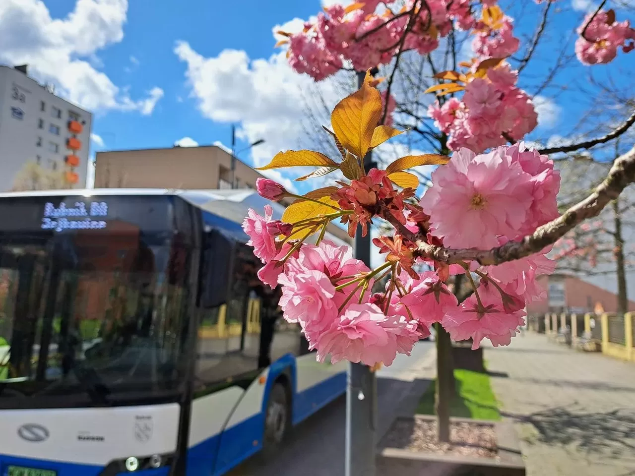 Od 15 maja zmiany w rozkładzie jazdy autobusów w Rybniku