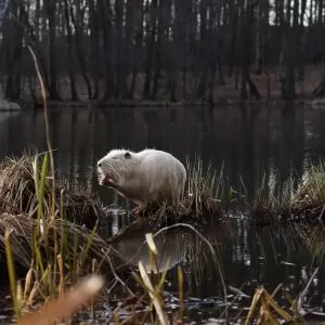 Władze Rybnika odpowiadają na decyzję RDOŚ w sprawie nutrii